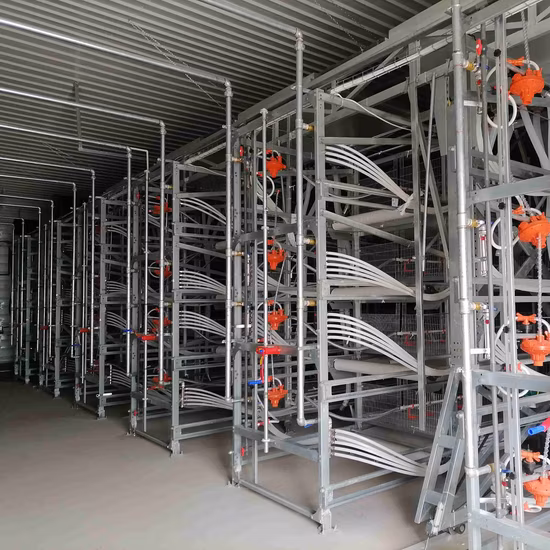 Casa de aves de capoeira automática da construção de aço da gaiola da galinha de corte do equipamento de exploração agrícola da galinha