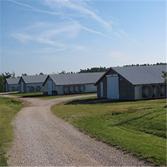 Estrutura de construção de estrutura de aço pré-fabricada Estrutura de avicultura Frangos de frango pré-fabricados com conjunto completo de equipamentos avícolas para fábrica de frango